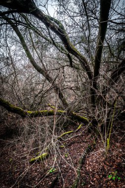 Kökleri kırık bir ağacın dikey görüntüsü.