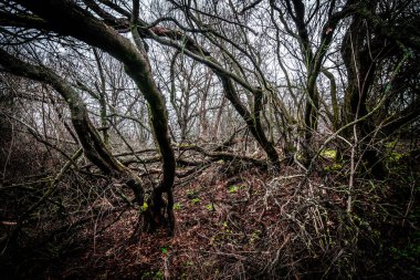 Ormandaki yaşlı ağaç