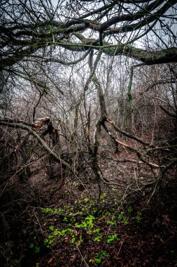 Ormanın güzel manzarası
