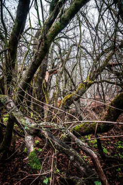Ormandaki ağaç kökleri