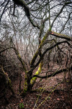 Ormanda terk edilmiş eski bir ev.