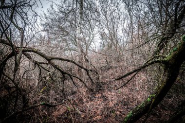 Karanlık gizemli orman ve yosun