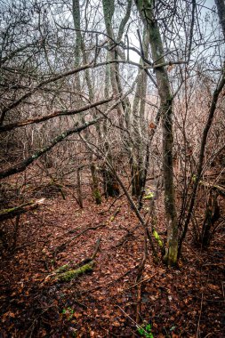 Ağaçlı güzel sonbahar manzarası