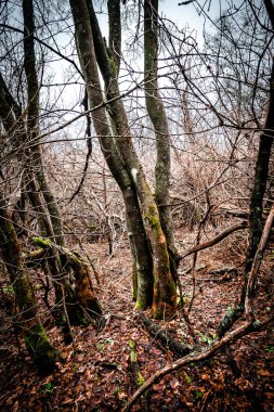 Orman ve ağaçlar, bitki ve dallar, doğa ortamı