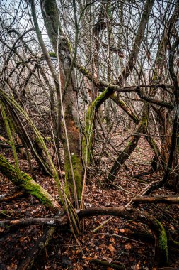 Dağlardaki güzel orman