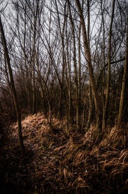 Karanlık orman, ağaçlar ve dallar