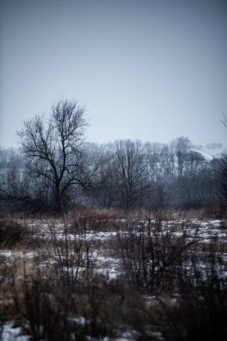 Karla kaplı ağaçlarla kaplı kış manzarası