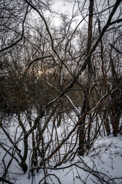Kış manzarası. Ormanda kar yağıyor.