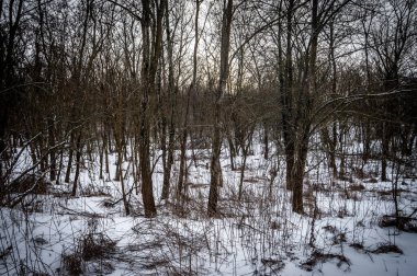 Kış orman manzarasında çok kar var.