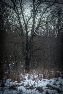 Kış ormanlarında ağaç dalları