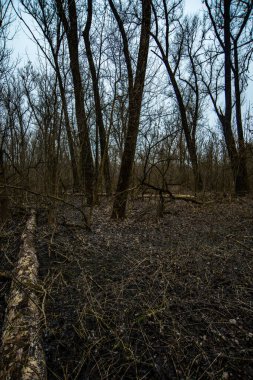 Eski ağaç gövde doku arka plan.