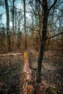 Ağaç gövdesi ormanla kaplı, yakın görüş. yüksek kaliteli fotoğraf