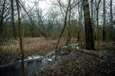 Eski terk edilmiş ahşap köprü