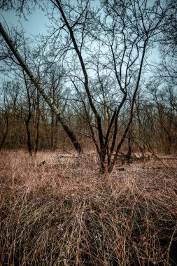 Kuru ot ve ağaçların dikey görüntüsü.