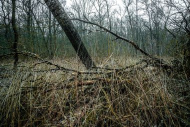 Sonbaharda yosunlu karanlık orman