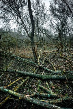 Arka planda ağaçla kaplı bir ormanın dikey görüntüsü.