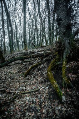 koyu yaşlı ağaç kökleri