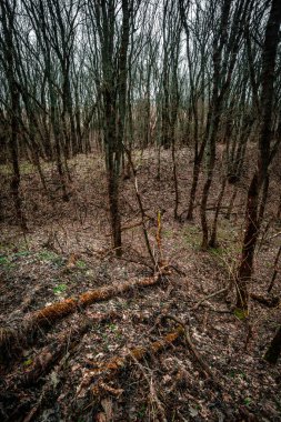 Orman ve ölü ağaçlar, bahar mevsimi