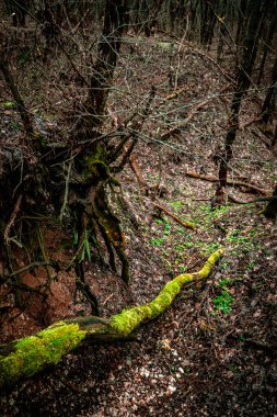 Ormanın güzel manzarası