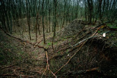 Sonbahar sezonu orman