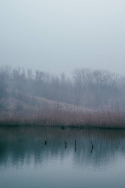 Ormanda nehri olan güzel bir manzara.