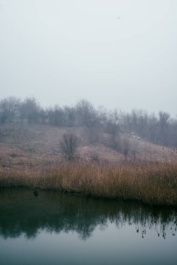Ormandaki bir gölün dikey görüntüsü.