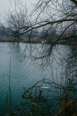 Üzerinde ağaçlar olan gölün dikey bir fotoğrafı.