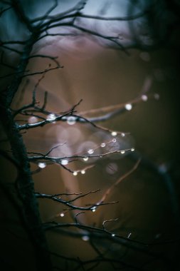 Doğanın güzel manzarası