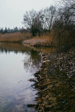 Ormandaki nehrin güzel manzarası
