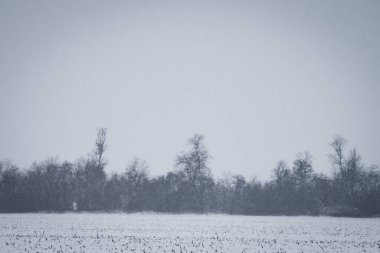 Karla kaplı ağaçlarla kaplı kış ormanı