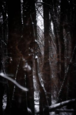 Ormandaki ormanın güzel bir görüntüsü