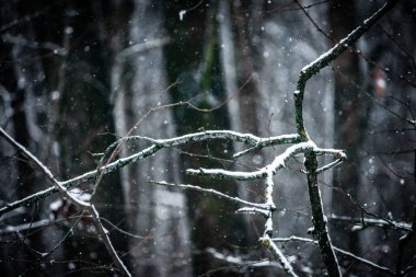 Ormanda kış manzarası