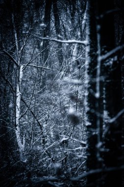 Parkta güzel kış ormanı