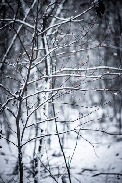 зимний лес с деревьями и снегом