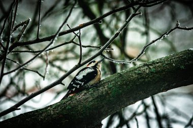 Ağaç dallarındaki bir kuşun yakın plan çekimi.