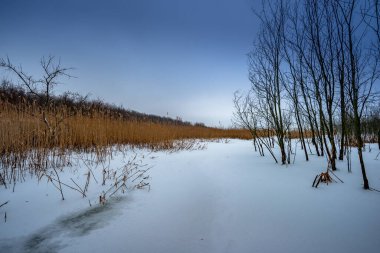 Karla kaplı ağaçlarla kaplı kış manzarası