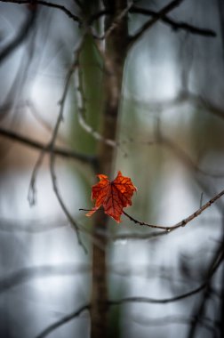 Ormanda güzel sonbahar yaprakları