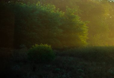 Ormanda güzel bir gün batımı