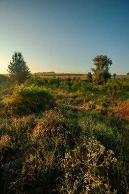Büyük bir tarlası ve arka planında bir sürü bitkisi olan sonbahar ormanı.