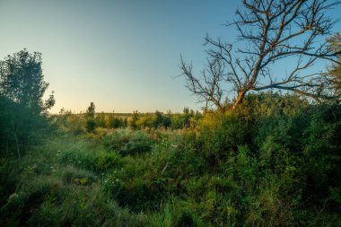 Gün batımında bir ormanda güzel bir ağaç görüntüsü.