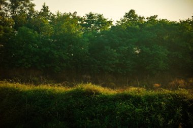 Çimenleri ve ağaçları olan güzel bir orman.