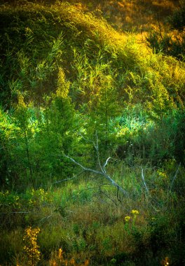 Ormanda bir ağacı olan güzel bir manzara.