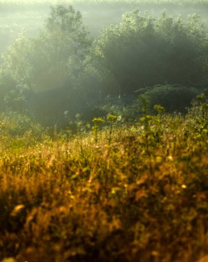Ormanda güzel bir gün batımı