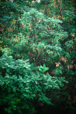 yeşil yapraklar, bitkiler ve yapraklar