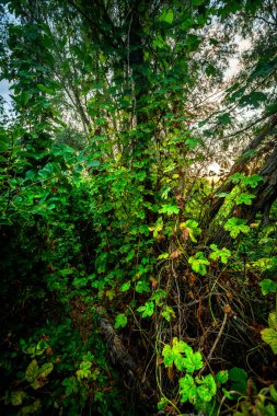 Ormanda güzel yeşil ağaçlar