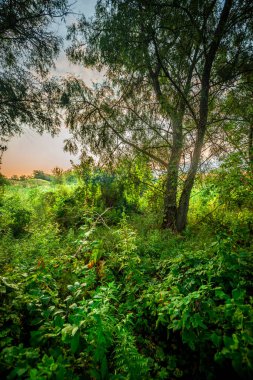 Ağaçlı ve yeşil yapraklı güzel bir manzara.