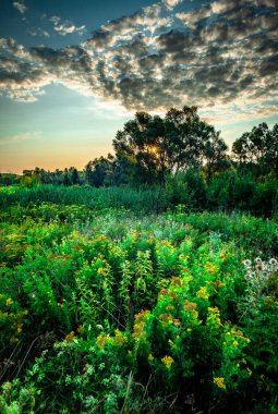 gün batımında yeşil çayır