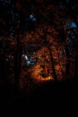 Ağaçları, yaprakları ve kırmızı ışıklarıyla sonbahar ormanı