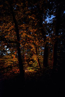 Parlayan ışık ışınlarıyla karanlık bir orman.