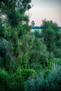 Ağaçlar ve ormanlarla dolu güzel bir manzara.